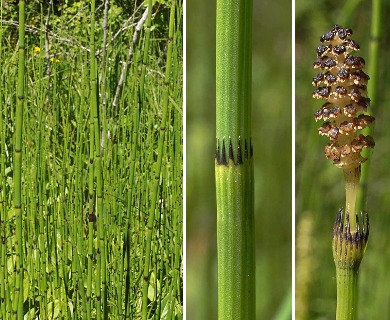 Equisetum variegatum