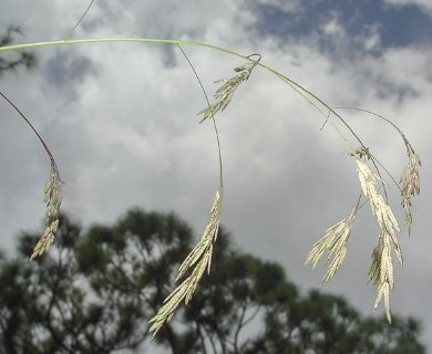 Eragrostis bahiensis