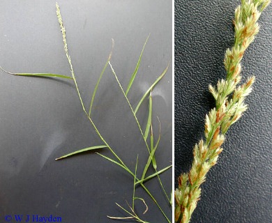 Eragrostis ciliaris