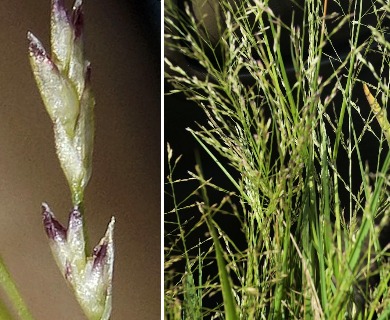 Eragrostis frankii