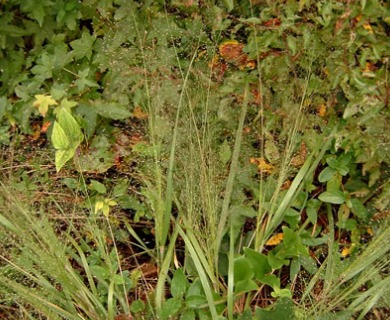 Eragrostis hirsuta