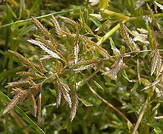 Eragrostis hypnoides