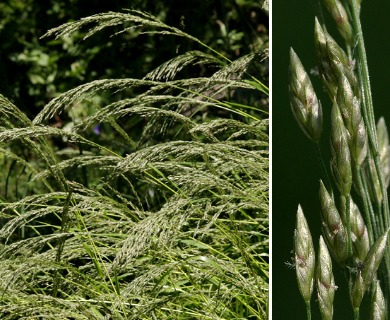 Eragrostis mexicana