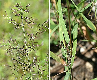 Eragrostis minor