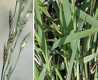 Eragrostis pectinacea