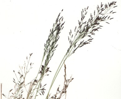 Eragrostis pilosa