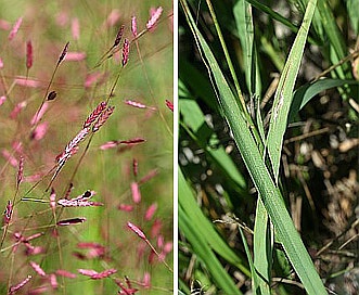 Eragrostis spectabilis