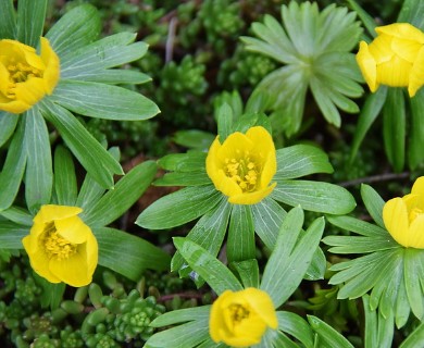 Eranthis hyemalis