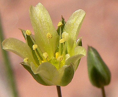 Eremogone macradenia