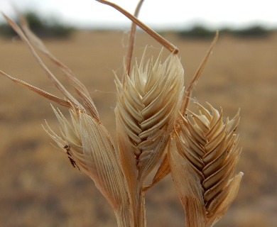 Eremopyrum triticeum