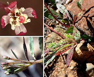 Eremothera chamaenerioides