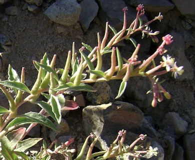 Eremothera pygmaea