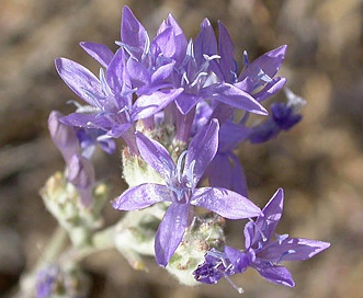 Eriastrum densifolium