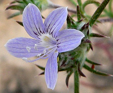 Eriastrum eremicum