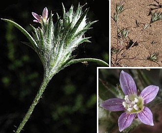 Eriastrum filifolium