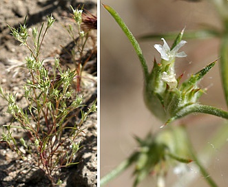 Eriastrum hooveri