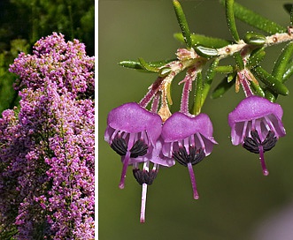 Erica canaliculata