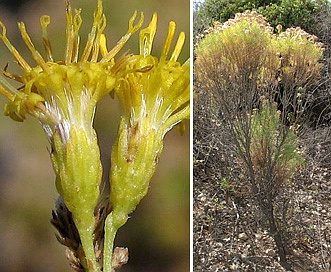 Ericameria arborescens