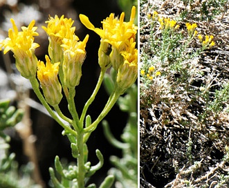 Ericameria cooperi