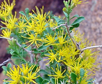 Ericameria cuneata