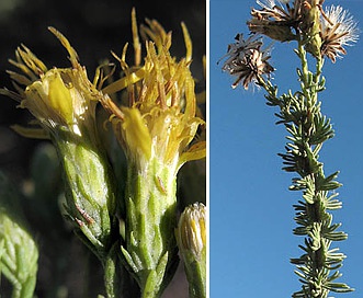 Ericameria ericoides