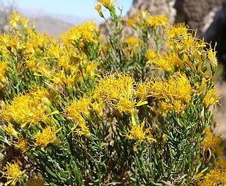 Ericameria laricifolia