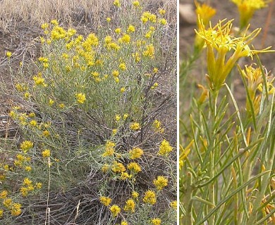 Ericameria nauseosa