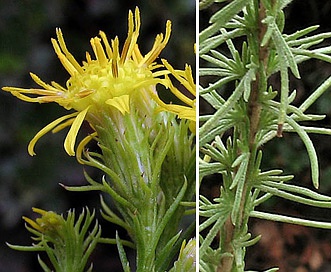 Ericameria pinifolia