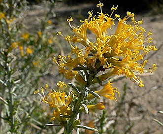 Ericameria teretifolia