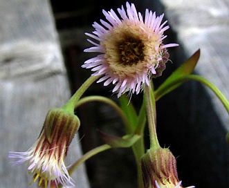 Erigeron acris