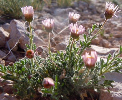 Erigeron allocotus