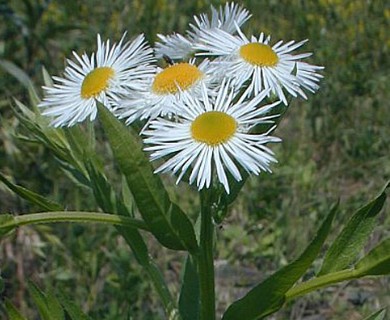 Erigeron annuus