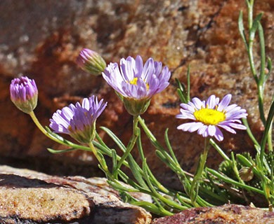 Erigeron arenarioides