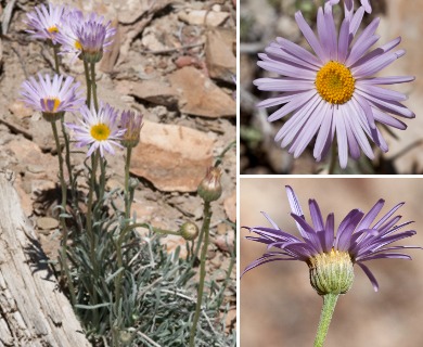 Erigeron argentatus