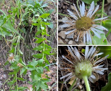 Erigeron arizonicus