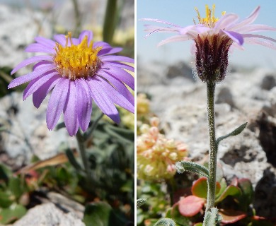 Erigeron asperugineus