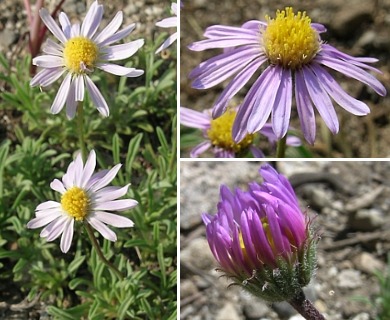 Erigeron barbellulatus