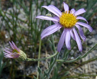 Erigeron breweri