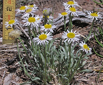 Erigeron canus