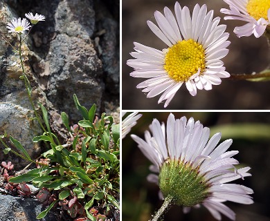 Erigeron cervinus