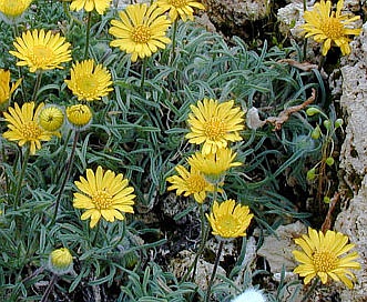 Erigeron chrysopsidis