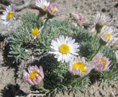 Erigeron compactus