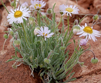 Erigeron concinnus