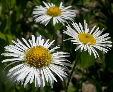 Erigeron coulteri