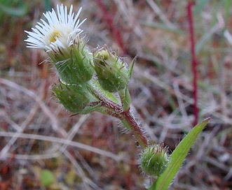 Erigeron elatus