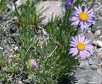 Erigeron elegantulus