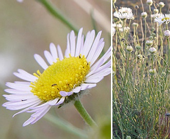 Erigeron filifolius