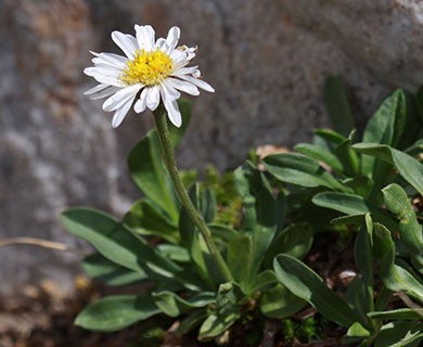 Erigeron garrettii