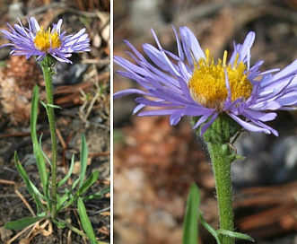 Erigeron gracilis