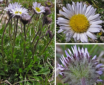 Erigeron grandiflorus